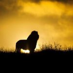 IMG-20180901-WA0003 (1)